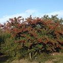 Cotoneaster lacteus automne P27